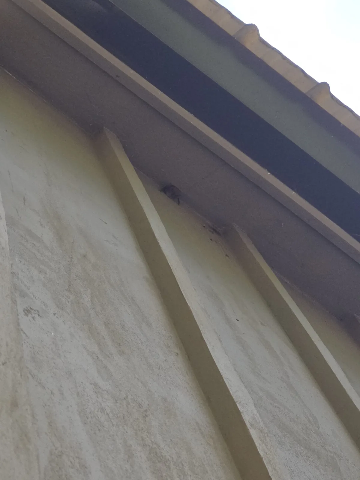 Bat entry point at the eave of a Western NC home, the kind of gap Asheville bat removal starts with