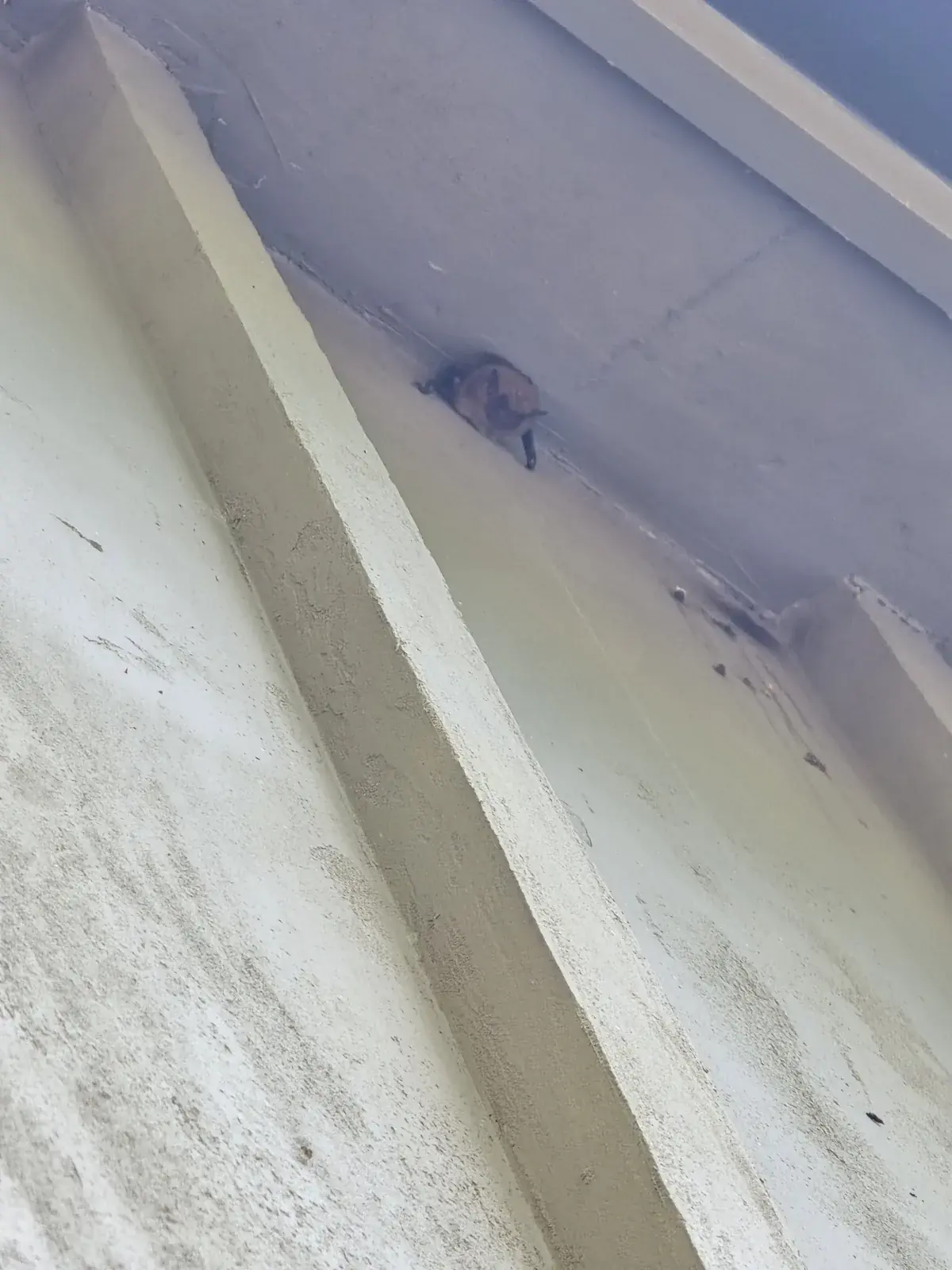 Bats using a gap at the eave of a Western NC home as their way in