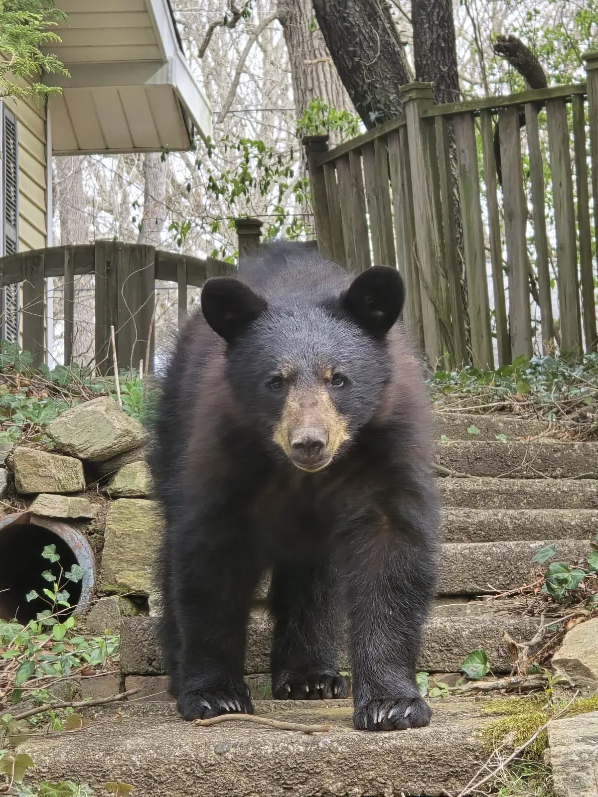 Wildlife removal job at a Western North Carolina home by Pest Marshals