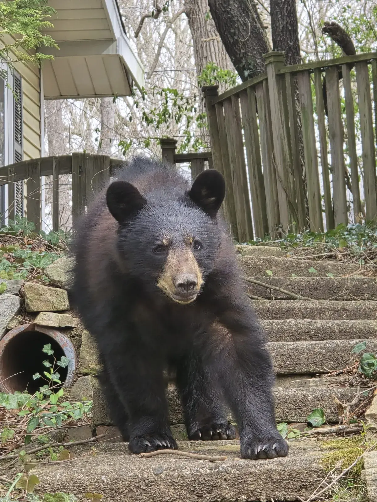 Wildlife exclusion and removal job at a Western North Carolina home by Pest Marshals