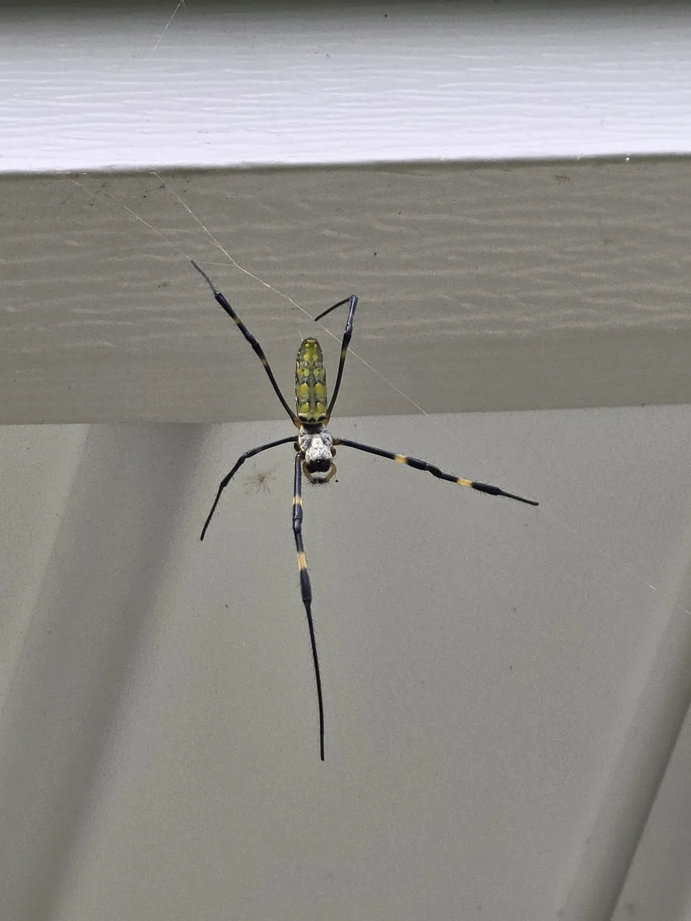 Black widow, brown recluse, and wolf spider removal in Western NC, NC