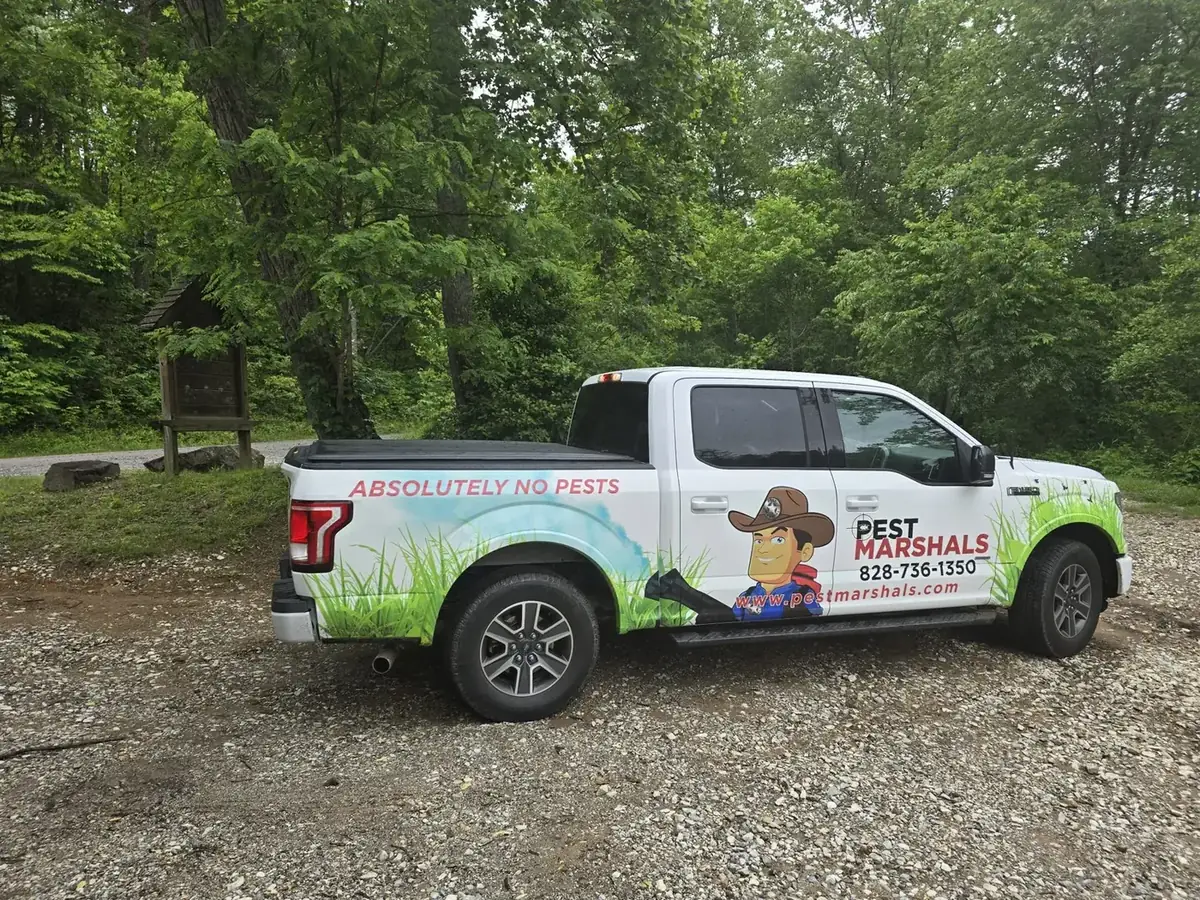 Wasp, hornet, and yellow jacket nest removal in Western NC, NC
