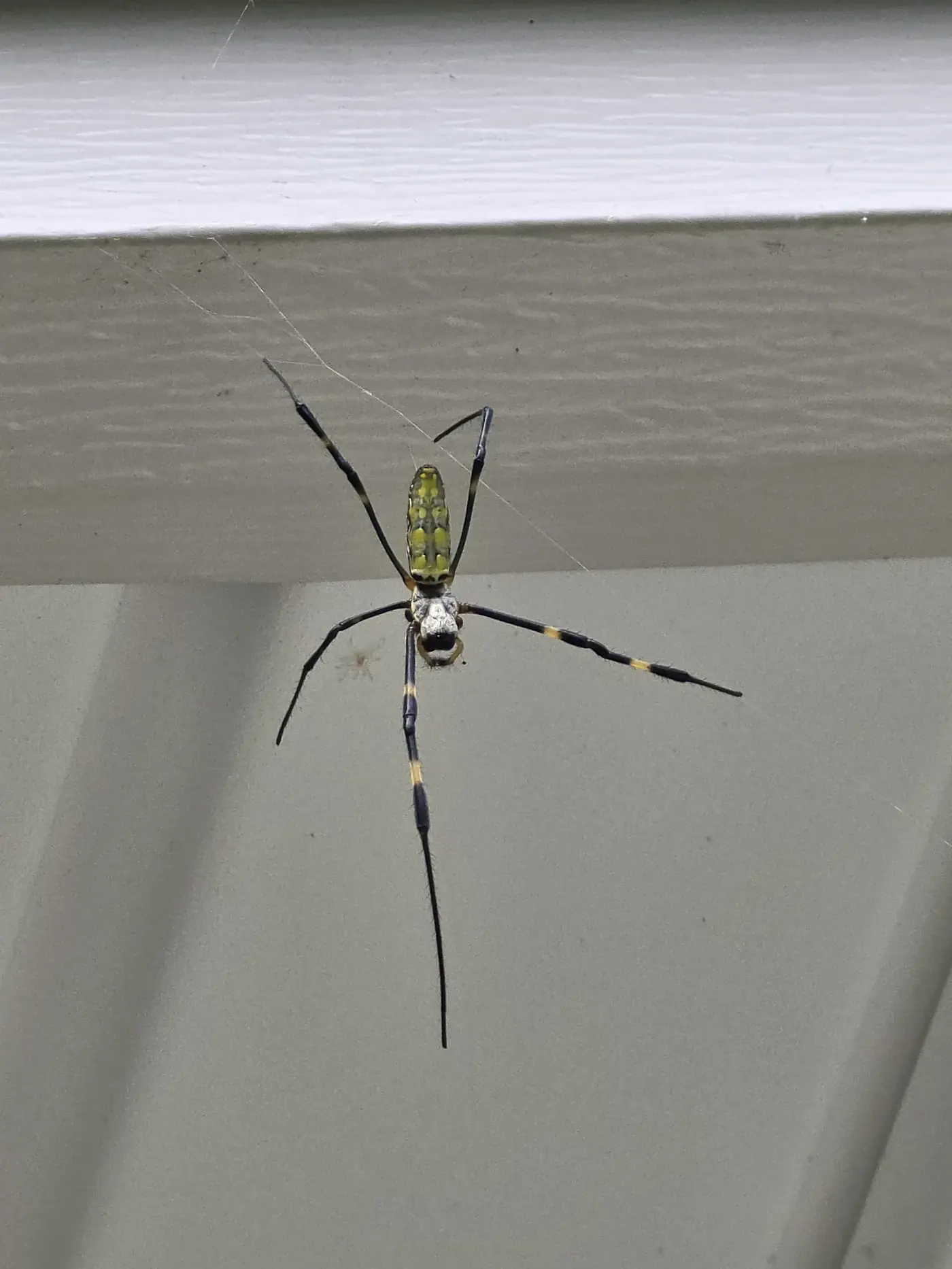 Quarterly pest control for a Western NC-area home exterior