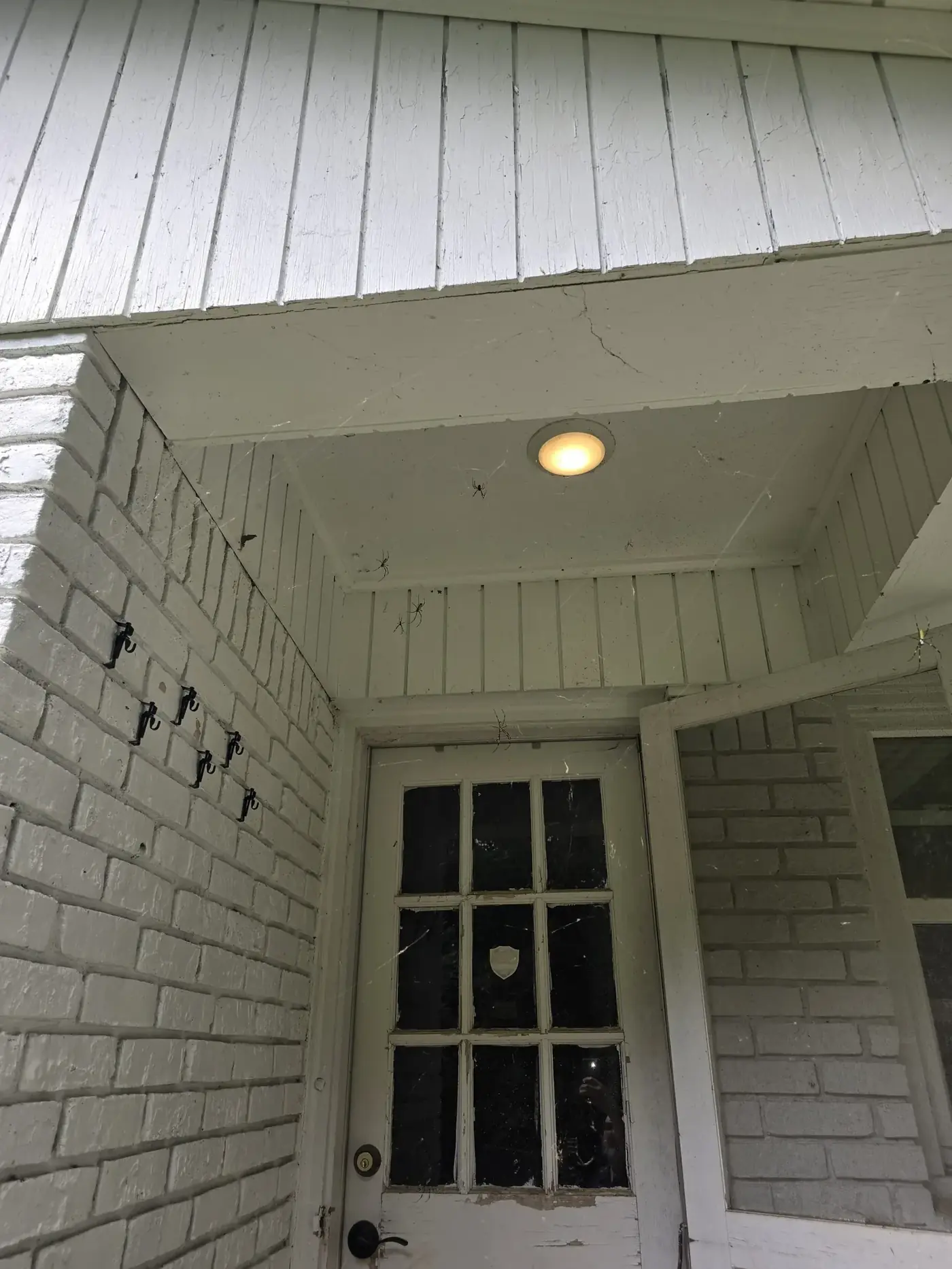 Mosquito yard control for a Western NC-area backyard