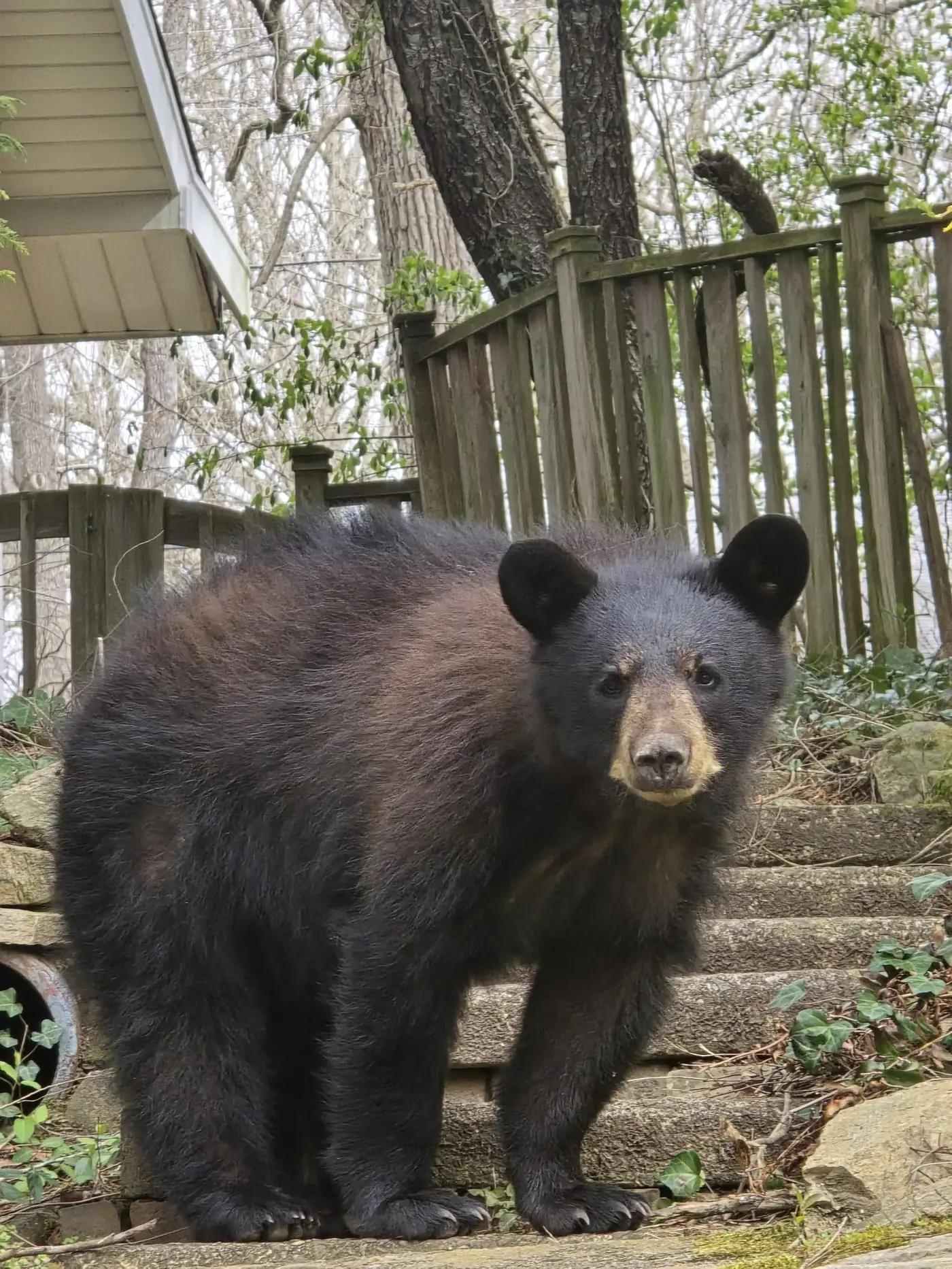 Bear, raccoon, and bat wildlife removal in Western NC, NC
