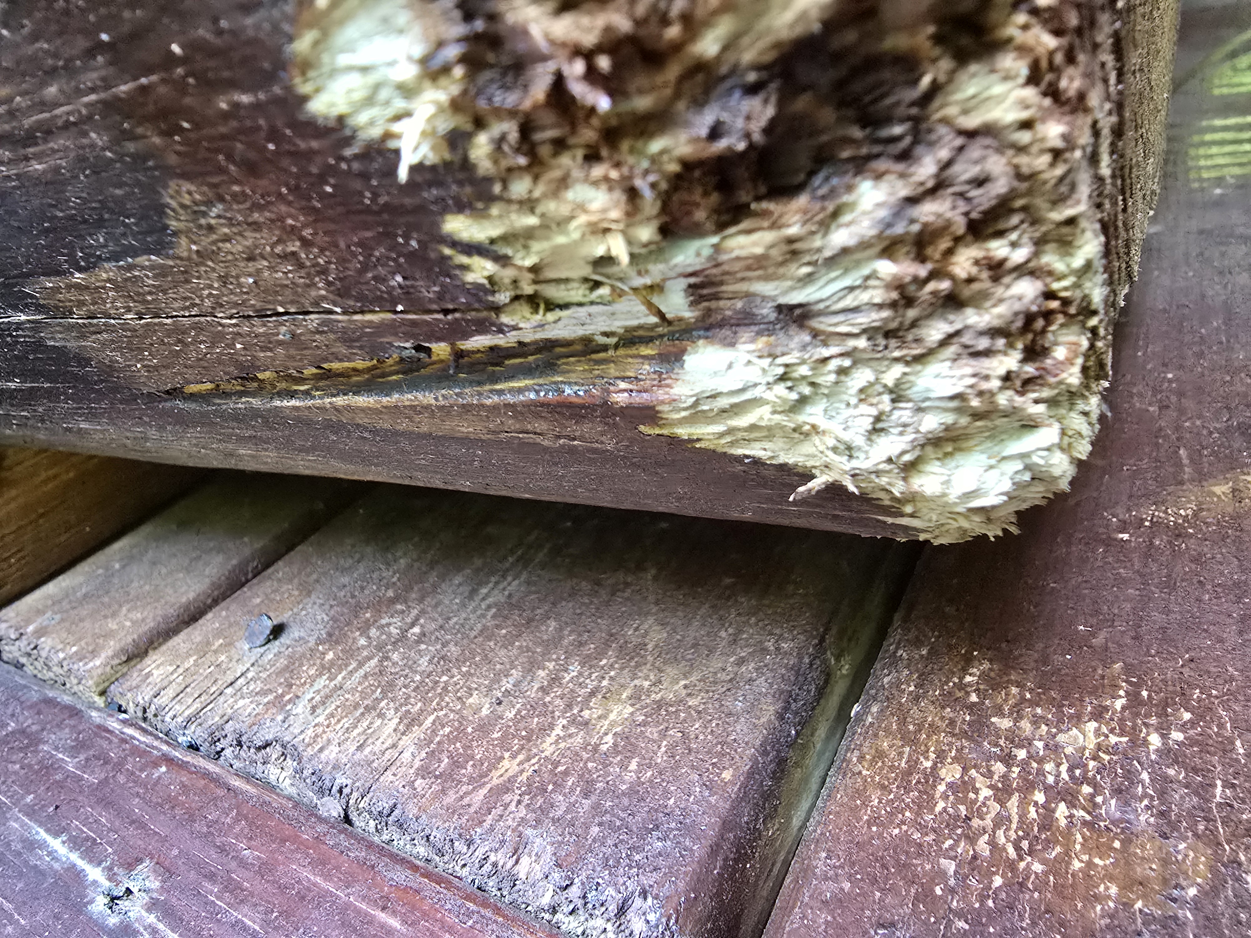 Termite damage on wood — termite control and extermination