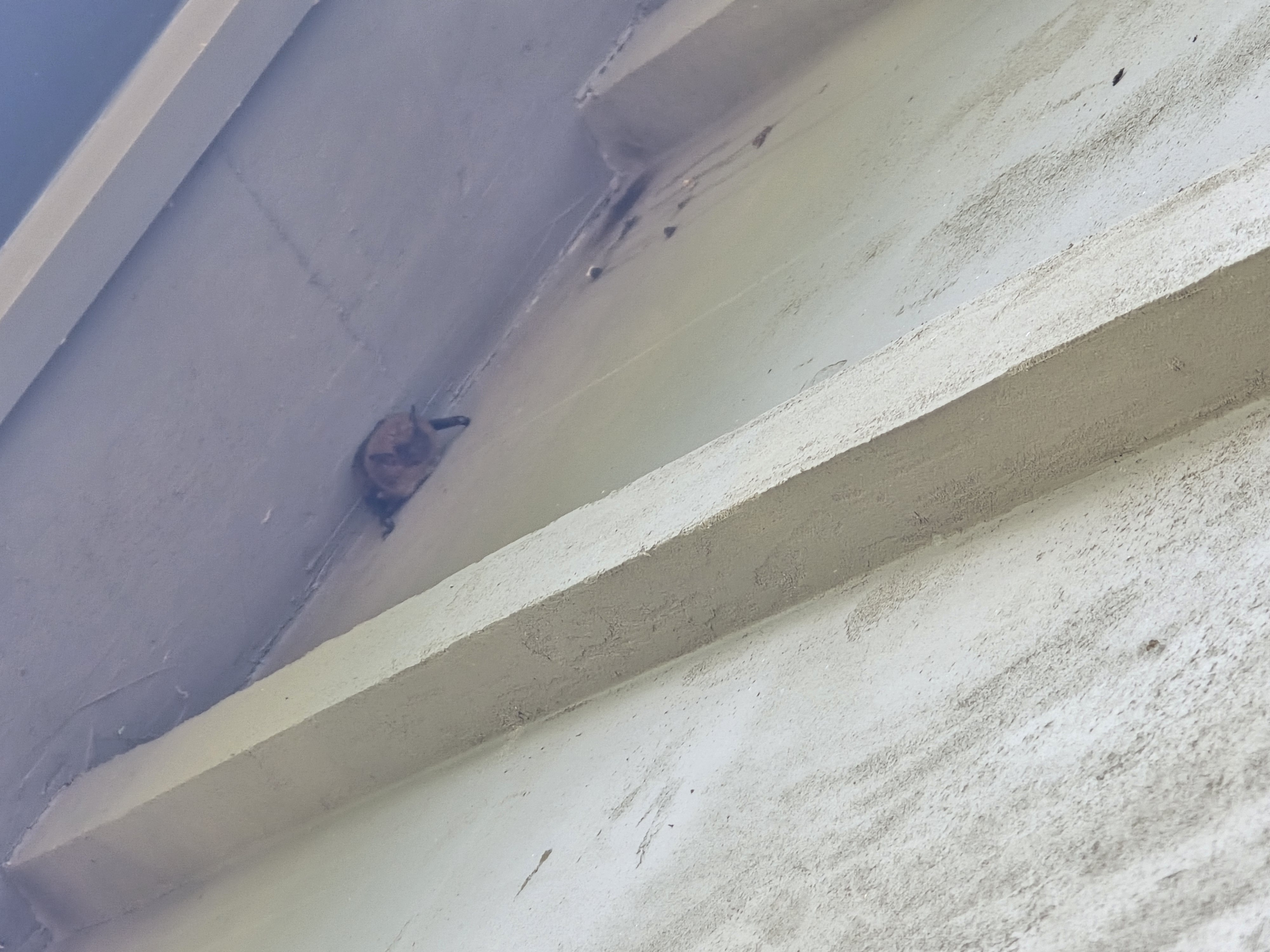 Bat in building eaves — wildlife removal and control services