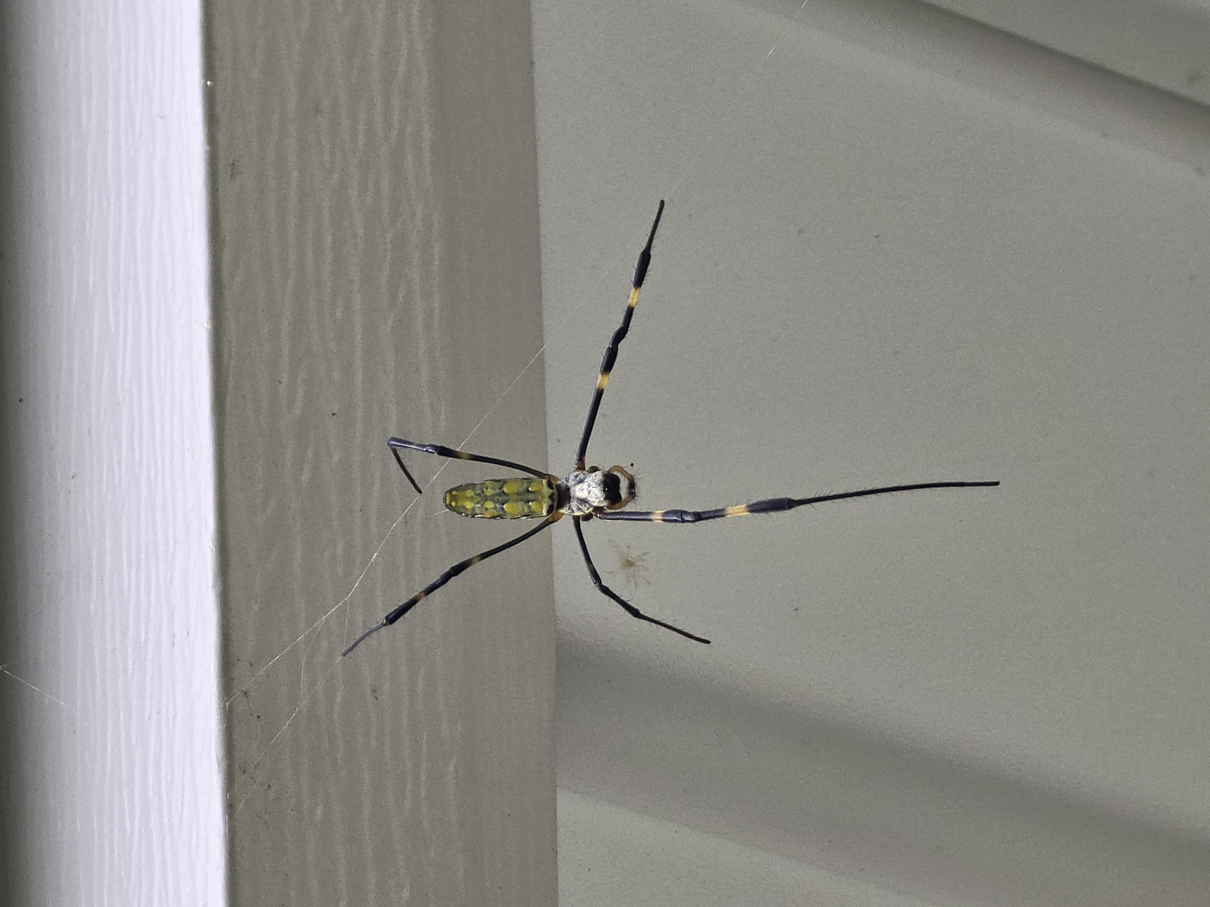 Spider on home siding — general pest control in Asheville